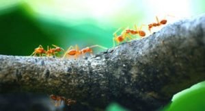 Summer Pest Prevention Tips
