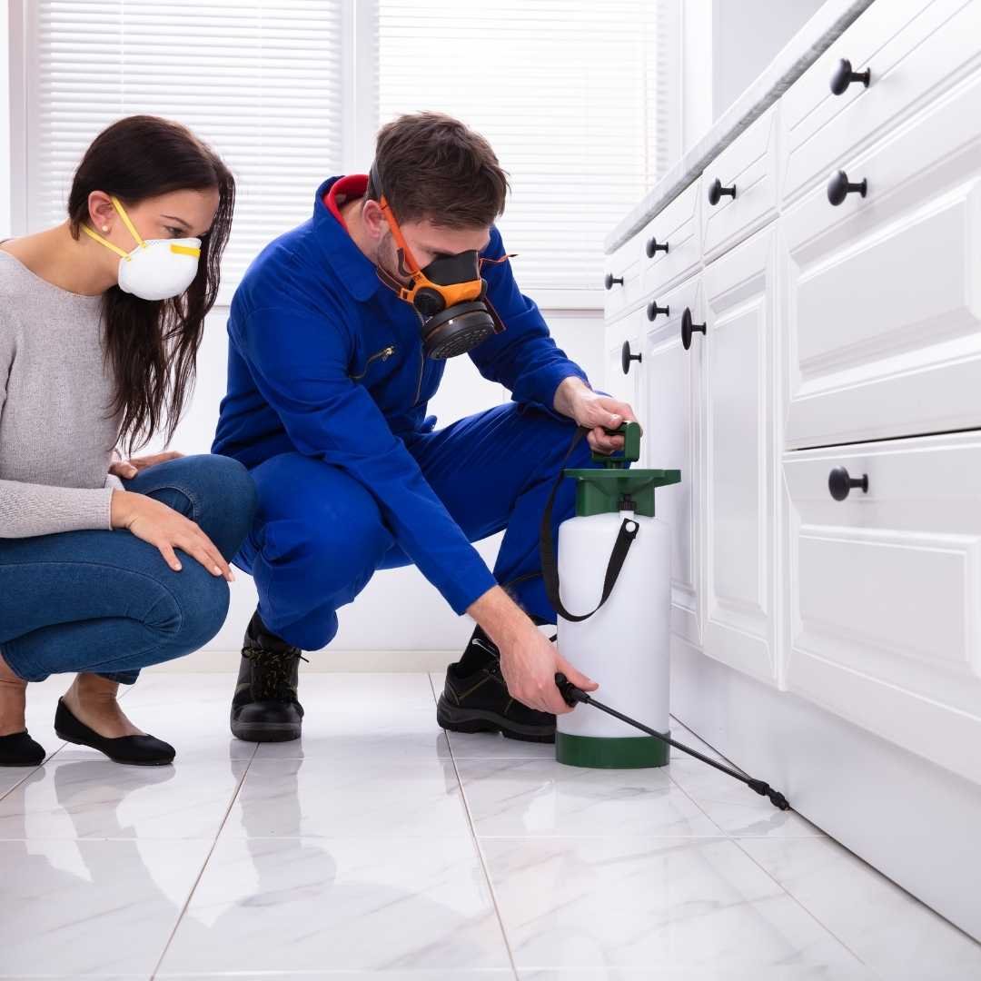 Pest Control Dulwich Hill