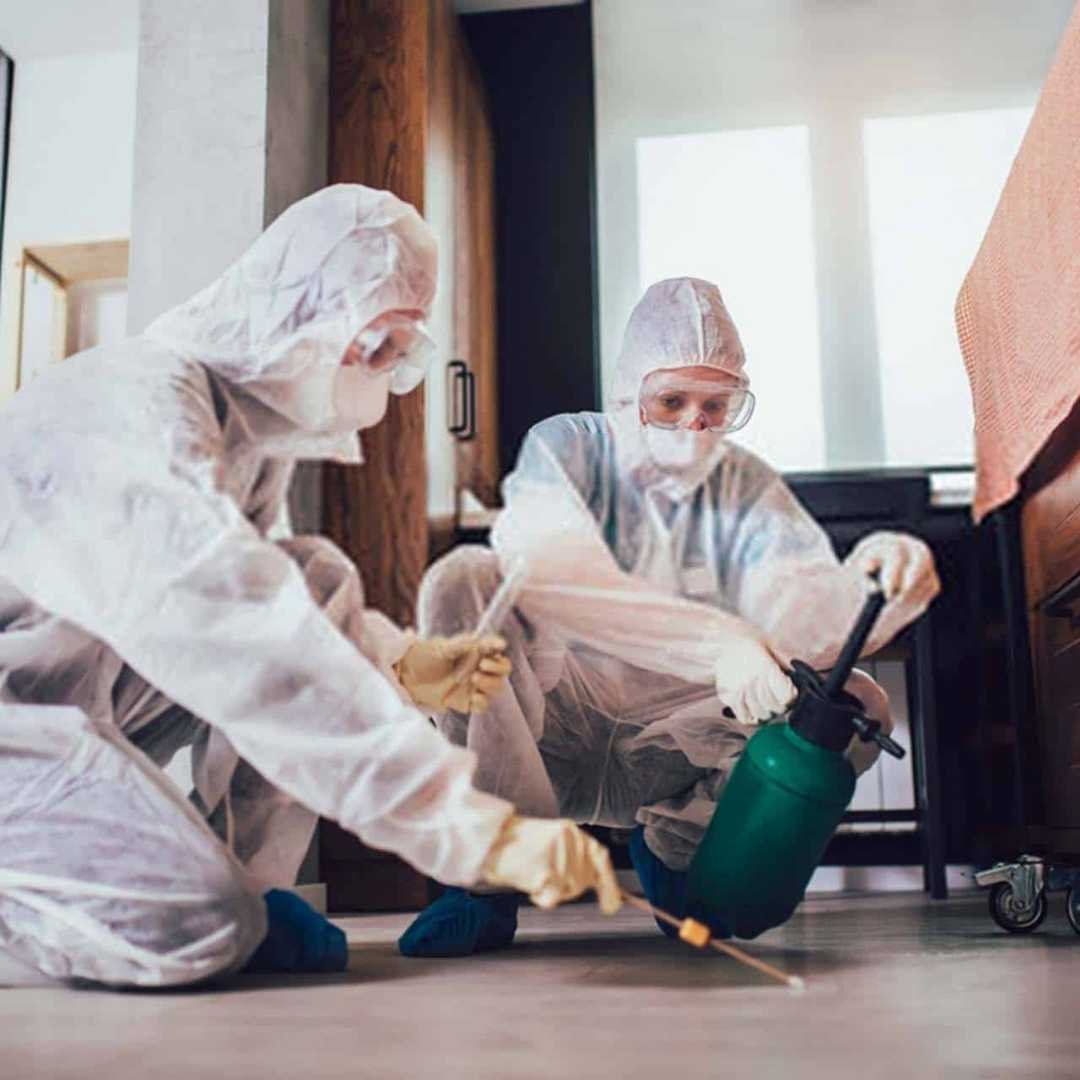 Pest Control Eastern Suburbs