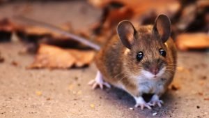 rat.