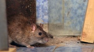rat pest control sydney
